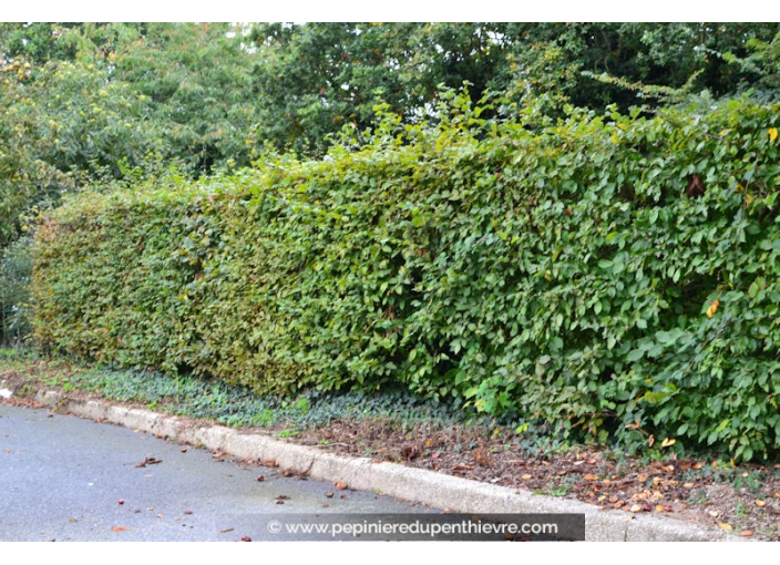 CARPINUS betulus CARPINUS betulus