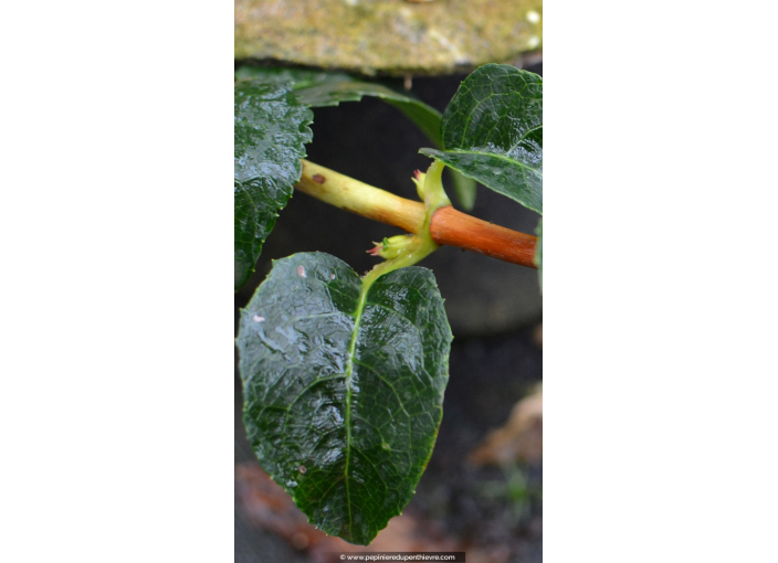 HYDRANGEA anomala subsp. petiolaris
