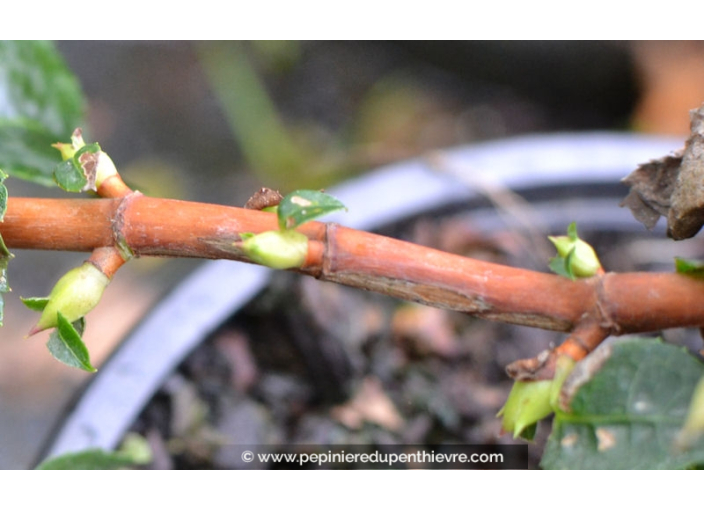 HYDRANGEA anomala subsp. petiolaris