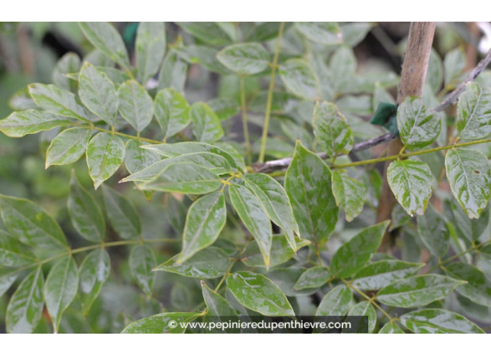 WISTERIA floribunda 'Alba'
