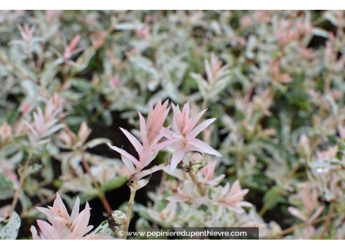 SALIX integra 'Hakuro Nishiki' SALIX integra 'Hakuro Nishiki'
