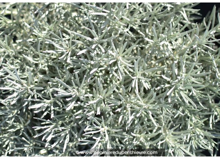 HELICHRYSUM serotinum HELICHRYSUM serotinum