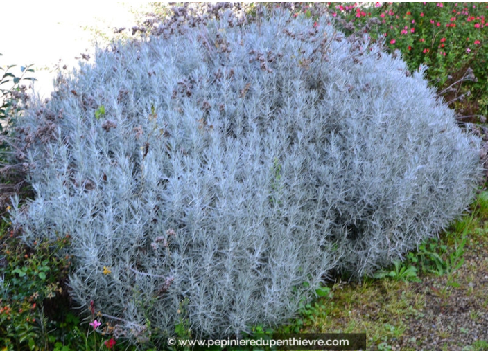 HELICHRYSUM serotinum HELICHRYSUM serotinum