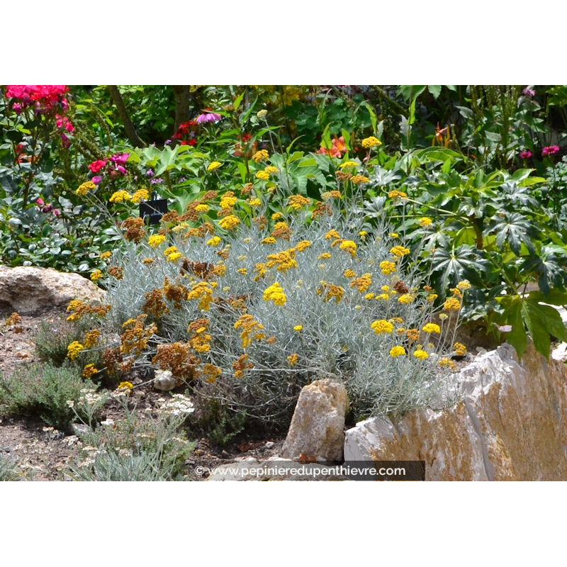 HELICHRYSUM serotinum