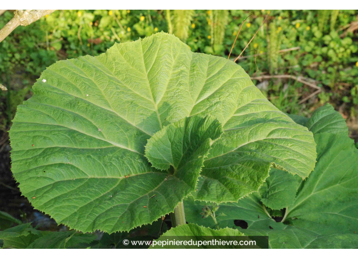 PETASITES fragrans