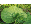 PETASITES fragrans