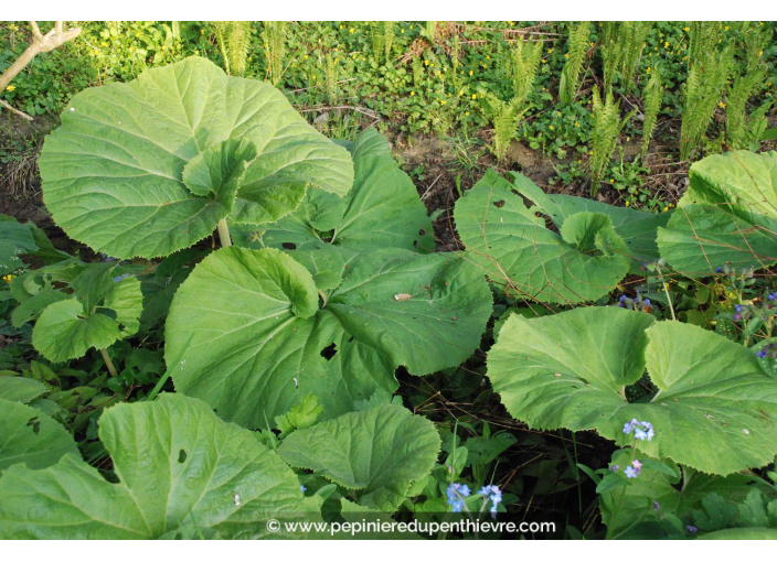 PETASITES fragrans