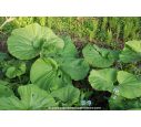PETASITES fragrans
