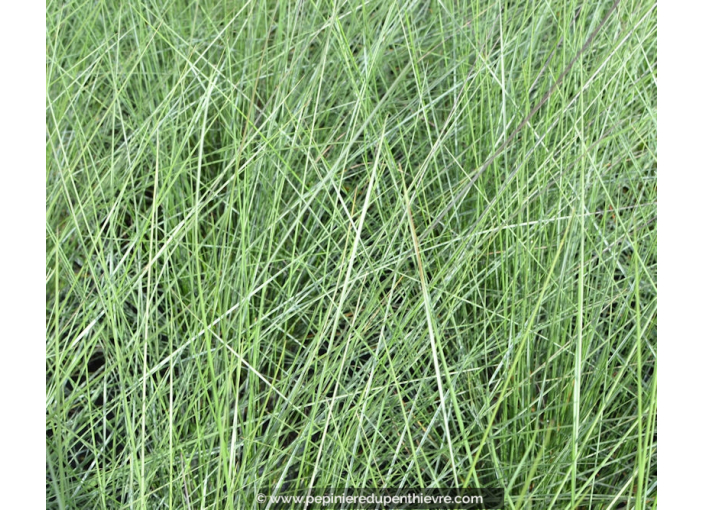 Herbes Aux épis Roses Muhlenbergia Capillaris www.pepinieredupenthievre.com