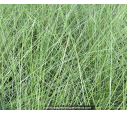 MUHLENBERGIA capillaris MUHLENBERGIA capillaris