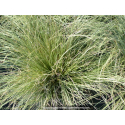 CAREX comans ‘Frosted Curls’
CAREX comans ‘Frosted Curls’
