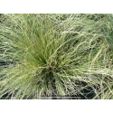 CAREX comans ‘Frosted Curls’