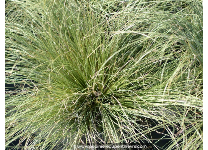 CAREX comans ‘Frosted Curls’