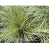 CAREX comans ‘Frosted Curls’