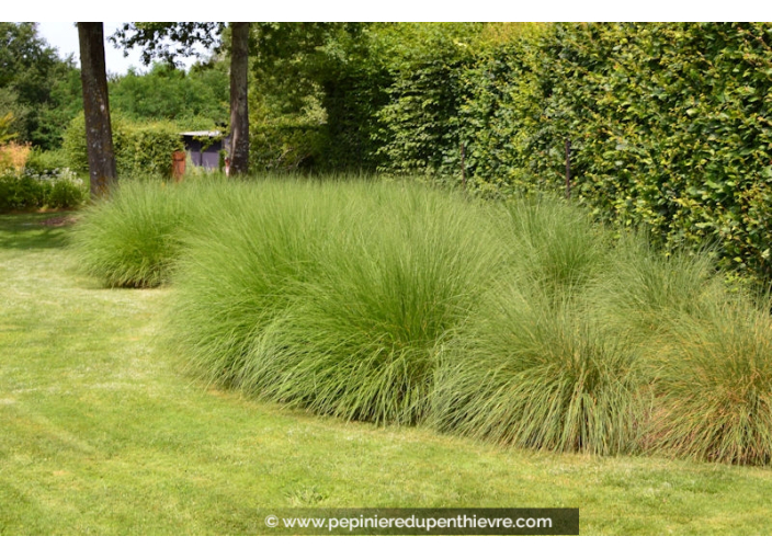 Pennisetum alopecuroides