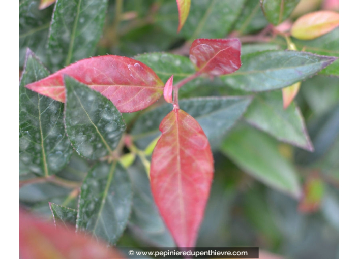 LEUCOTHOE scarletta 'Zeblid'