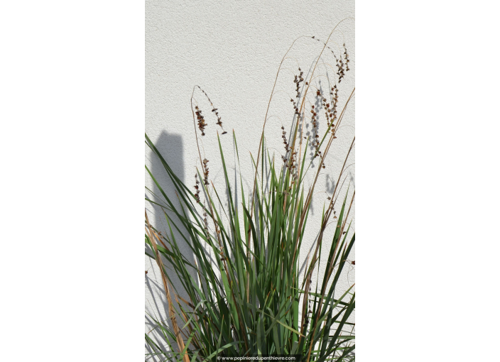 DIERAMA pendula DIERAMA pendula