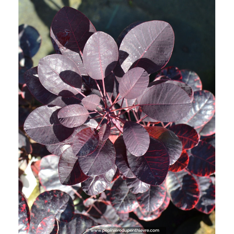 COTINUS coggygria 'Royal Purple'