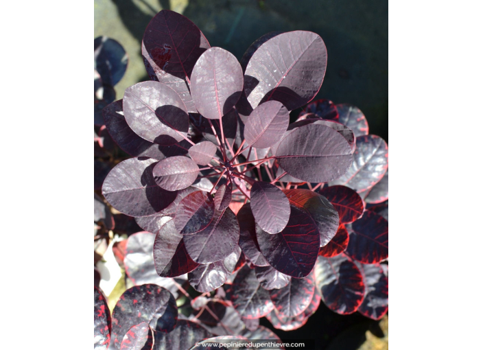 COTINUS coggygria 'Royal Purple'