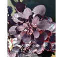 COTINUS coggygria 'Royal Purple'