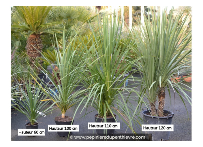 CORDYLINE australis CORDYLINE australis