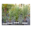 CORDYLINE australis CORDYLINE australis