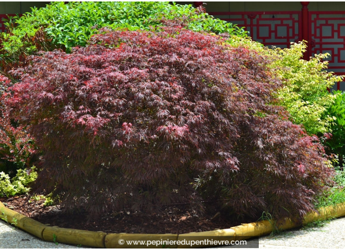 ACER palmatum 'Garnet' ACER palmatum 'Garnet'