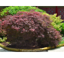 ACER palmatum 'Garnet' ACER palmatum 'Garnet'