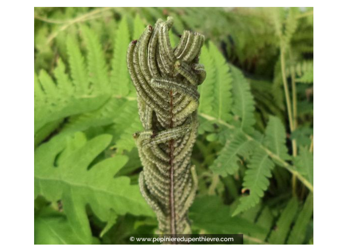 MATTEUCCIA struthiopteris