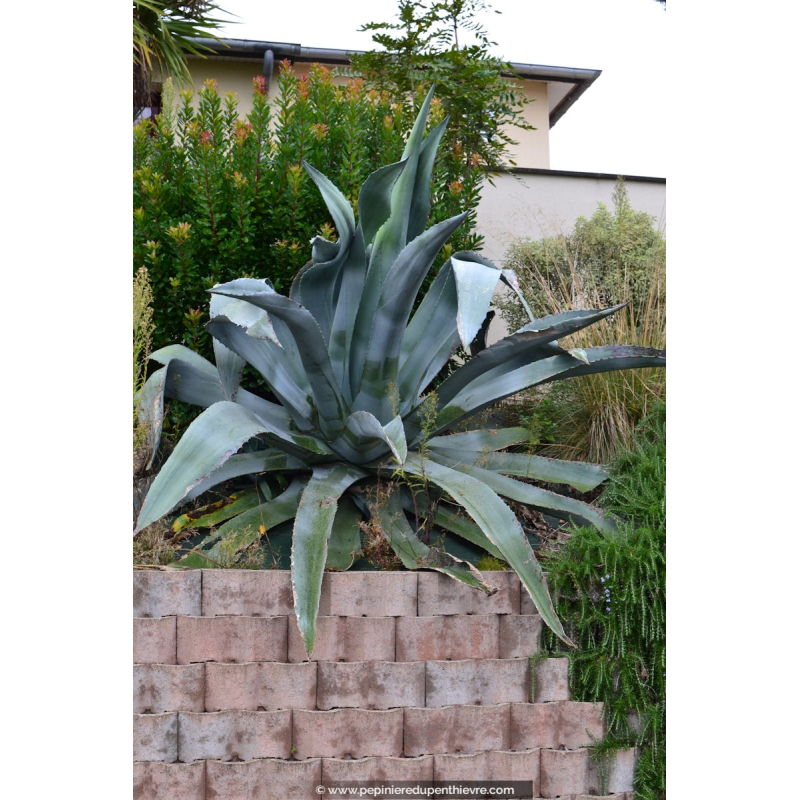 AGAVE americana
