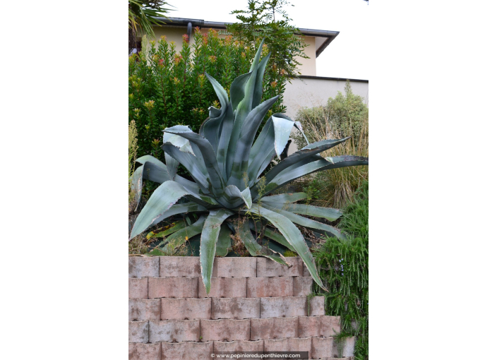 AGAVE americana