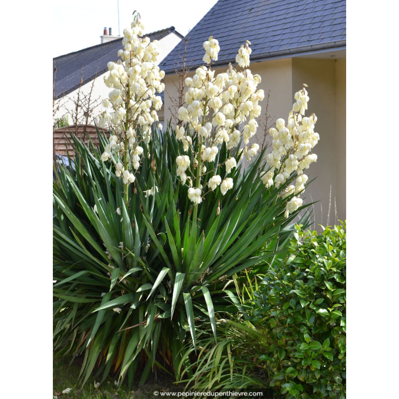 YUCCA filamentosa