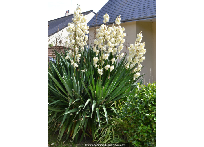 YUCCA filamentosa