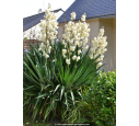 YUCCA filamentosa YUCCA filamentosa