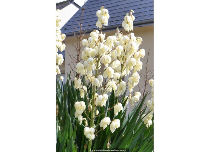 YUCCA filamentosa YUCCA filamentosa