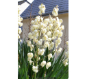YUCCA filamentosa YUCCA filamentosa