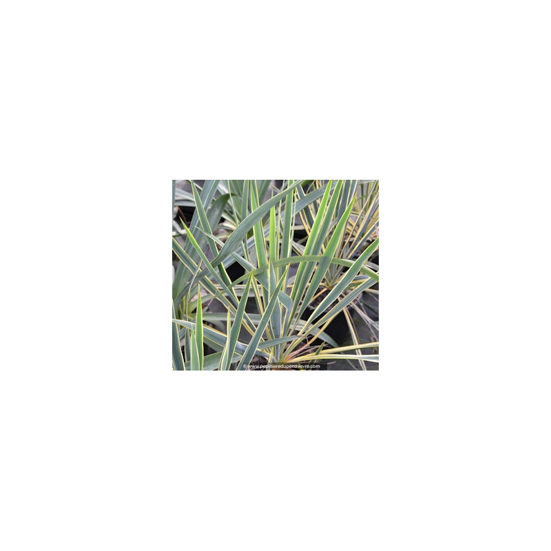 YUCCA filamentosa 'Bright Edge'