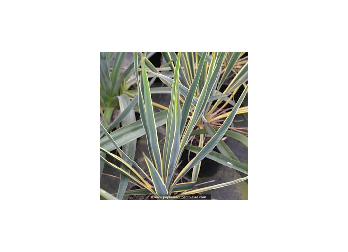 YUCCA filamentosa 'Bright Edge'