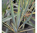 YUCCA filamentosa 'Bright Edge'
