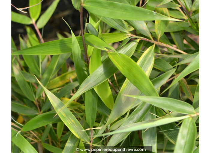 FARGESIA robusta 'Campbell' FARGESIA robusta 'Campbell'