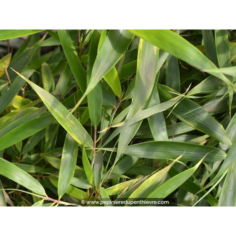 FARGESIA robusta 'Campbell'