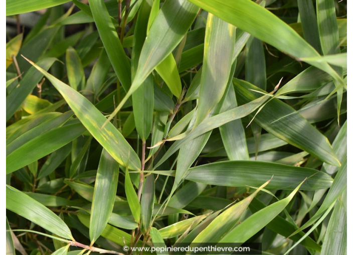 FARGESIA robusta 'Campbell'