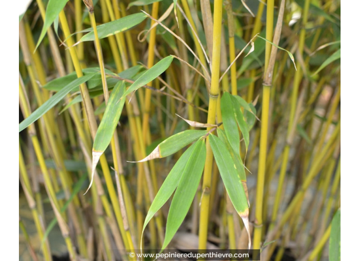 FARGESIA robusta 'Campbell' FARGESIA robusta 'Campbell'