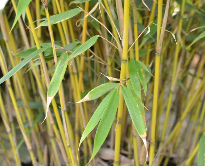 Plante Naturel Pour Agrandir Le Peni Pdf