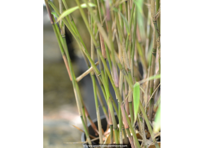 FARGESIA rufa FARGESIA rufa