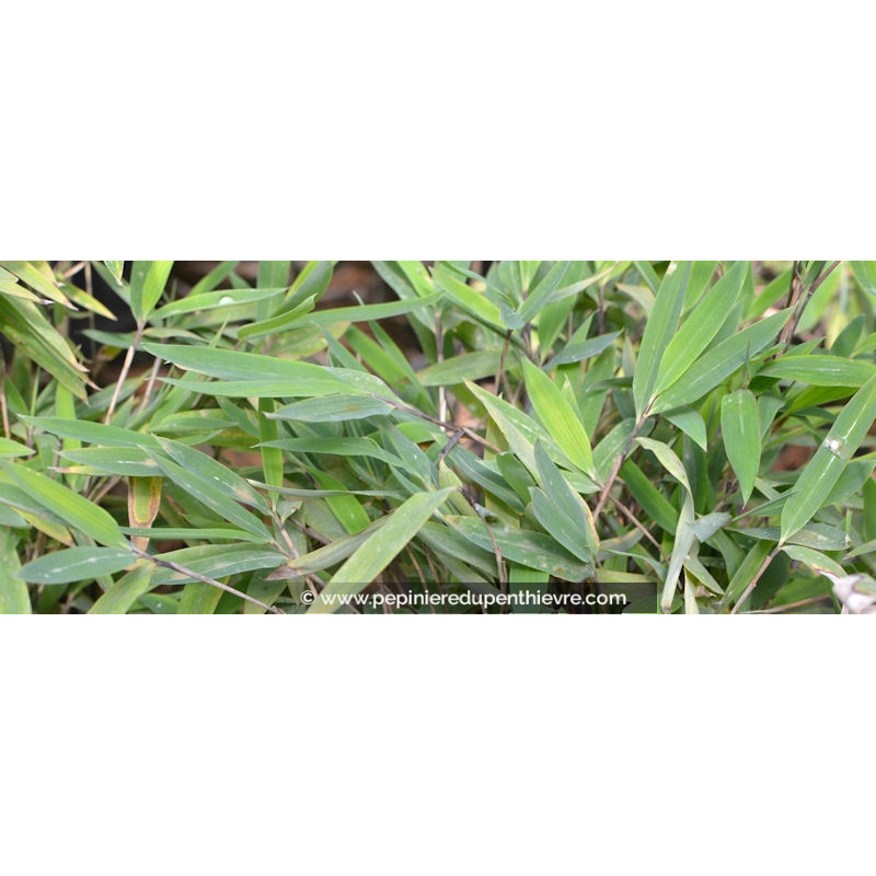 FARGESIA nitida 'Trifina'