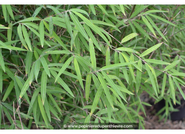 FARGESIA angustissima