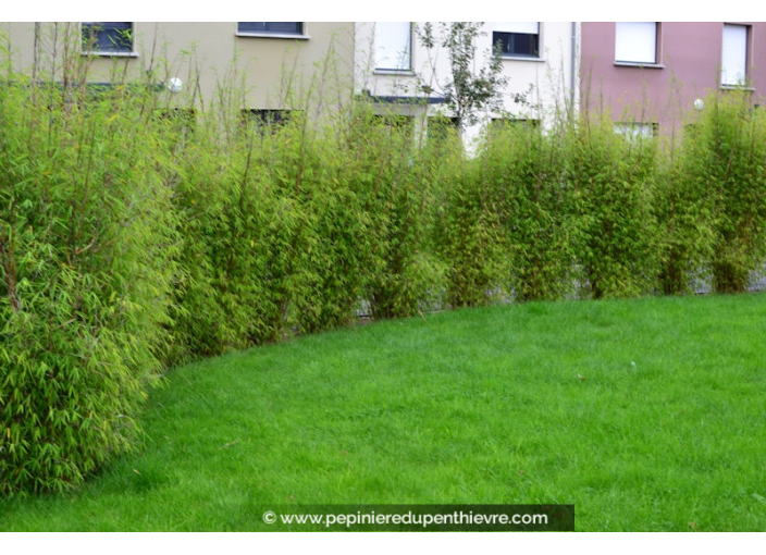 FARGESIA angustissima