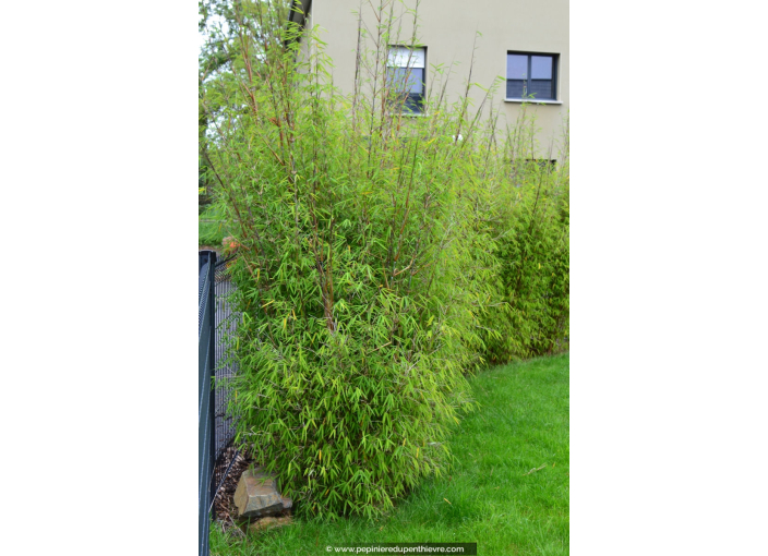 FARGESIA angustissima