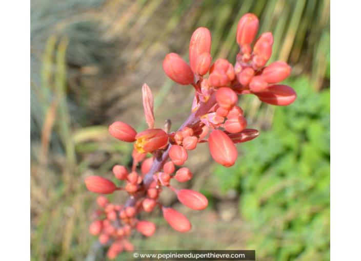 HESPERALOE parviflora